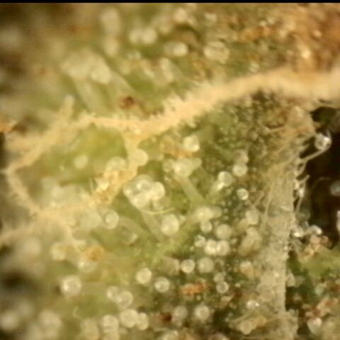 💚Bubba kush 🦝 (56-63 BT) growlog timeline photo