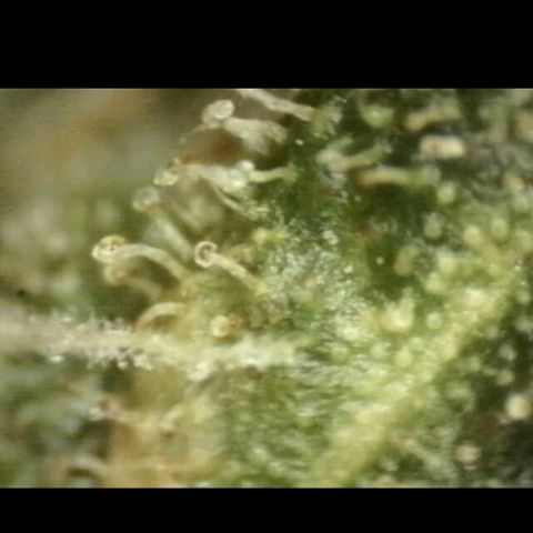Mimosa evo stecki  🍊🍋🍍 (65-70bt) growlog timeline photo