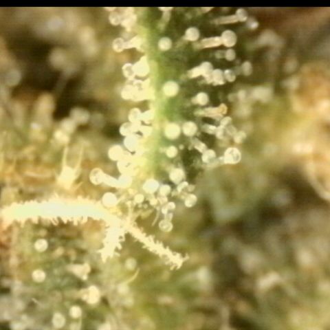 💚Bubba kush 🦝 (56-63 BT) growlog timeline photo