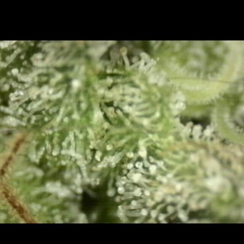 Mimosa evo stecki  🍊🍋🍍 (65-70bt) growlog timeline photo