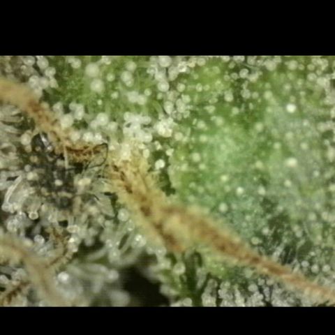 Mimosa evo stecki  🍊🍋🍍 (65-70bt) growlog timeline photo