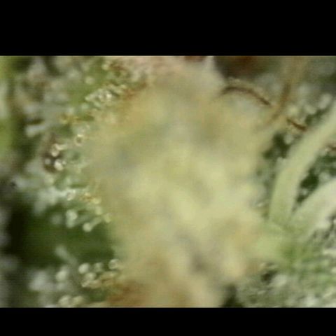 Mimosa evo stecki  🍊🍋🍍 (65-70bt) growlog timeline photo
