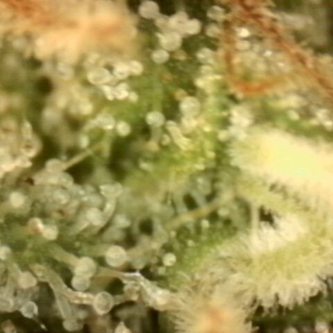💚Bubba kush 🦝 (56-63 BT) growlog timeline photo