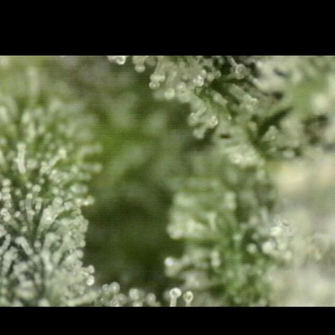 Mimosa evo stecki  🍊🍋🍍 (65-70bt) growlog timeline photo