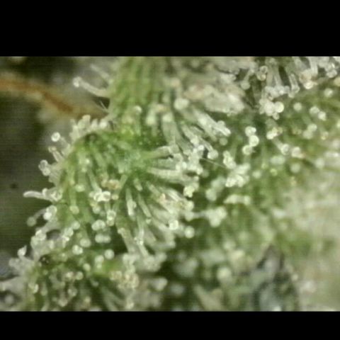 Mimosa evo stecki  🍊🍋🍍 (65-70bt) growlog timeline photo
