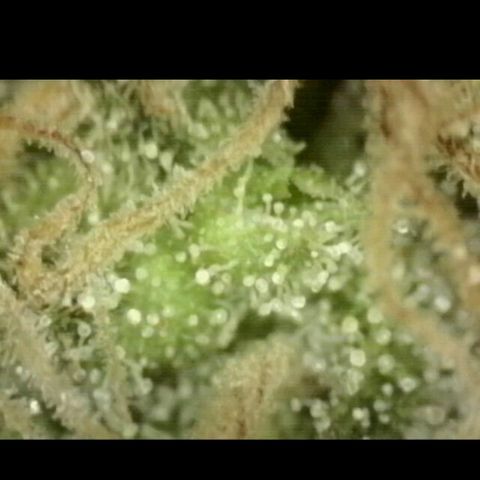 Mimosa evo stecki  🍊🍋🍍 (65-70bt) growlog timeline photo