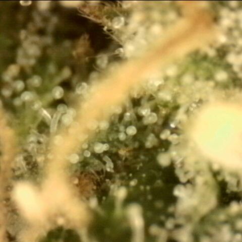 💚Bubba kush 🦝 (56-63 BT) growlog timeline photo