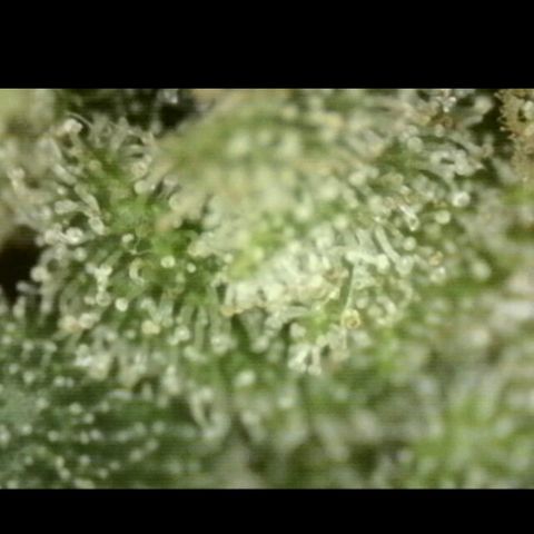 Mimosa evo stecki  🍊🍋🍍 (65-70bt) growlog timeline photo