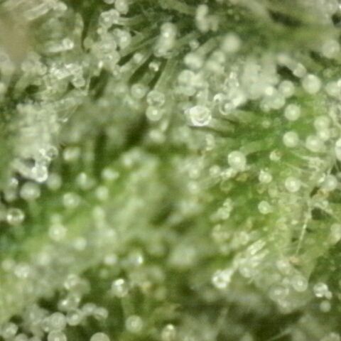 💚Bubba kush 🦝 (56-63 BT) growlog timeline photo