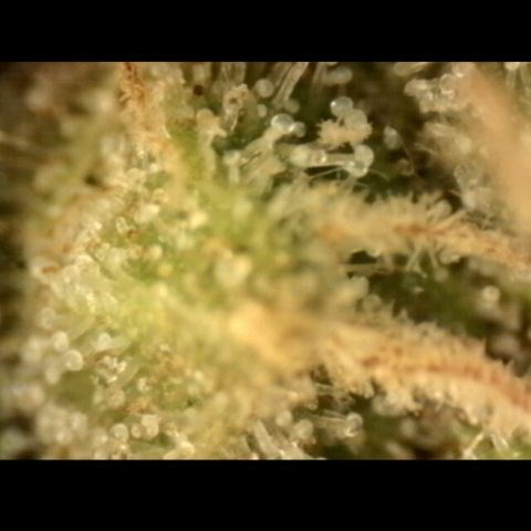 💚Bubba kush 🦝 (56-63 BT) growlog timeline photo
