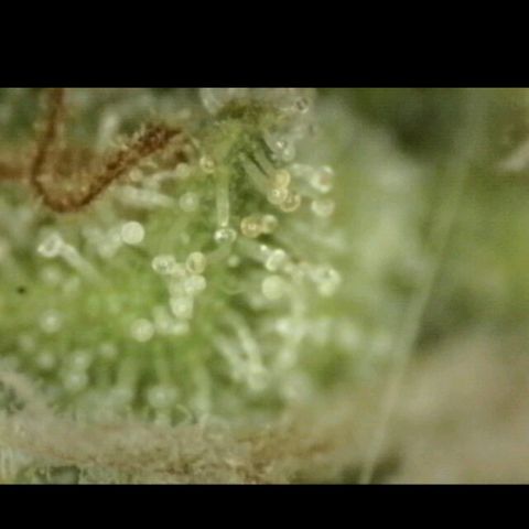 Mimosa evo stecki  🍊🍋🍍 (65-70bt) growlog timeline photo