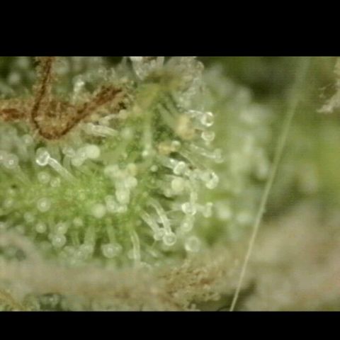 Mimosa evo stecki  🍊🍋🍍 (65-70bt) growlog timeline photo