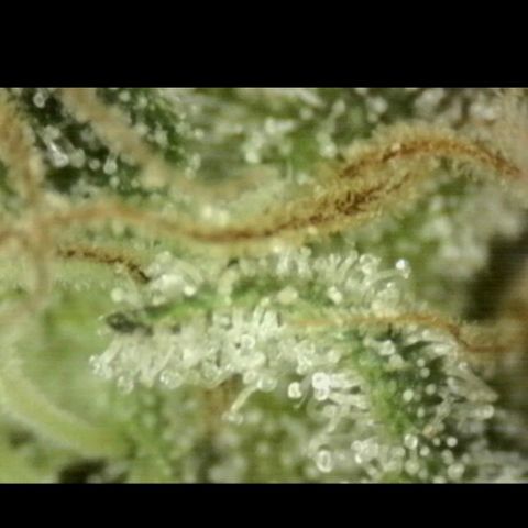 Mimosa evo stecki  🍊🍋🍍 (65-70bt) growlog timeline photo
