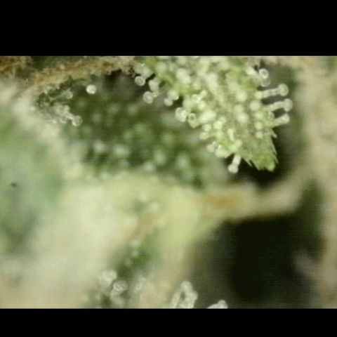 Mimosa evo stecki  🍊🍋🍍 (65-70bt) growlog timeline photo