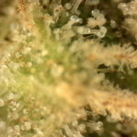 💚Bubba kush 🦝 (56-63 BT) growlog timeline photo