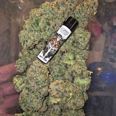 💚Bubba kush 🦝 (56-63 BT) growlog timeline photo