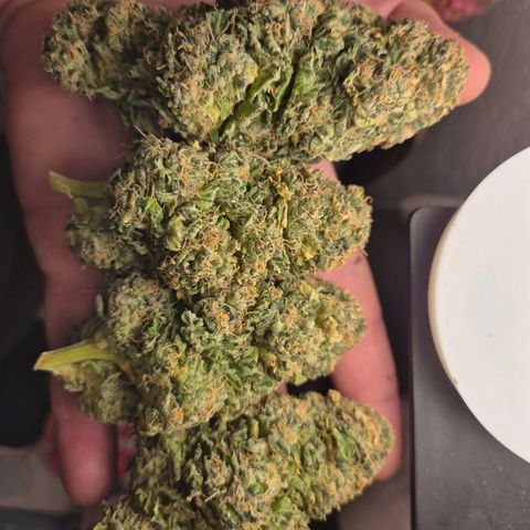 💚Bubba kush 🦝 (56-63 BT) growlog timeline photo