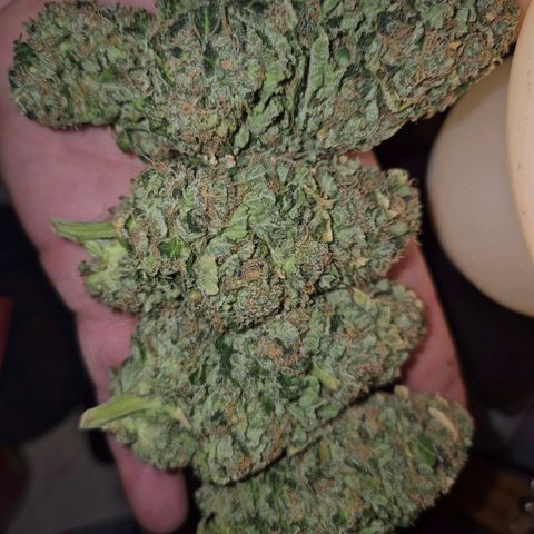 💚Bubba kush 🦝 (56-63 BT) growlog timeline photo