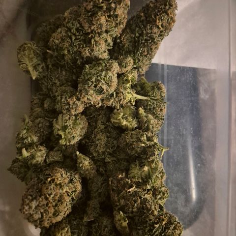 💚Bubba kush 🦝 (56-63 BT) growlog timeline photo