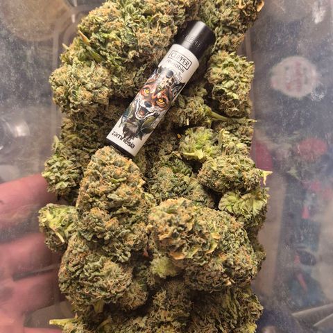 💚Bubba kush 🦝 (56-63 BT) growlog timeline photo