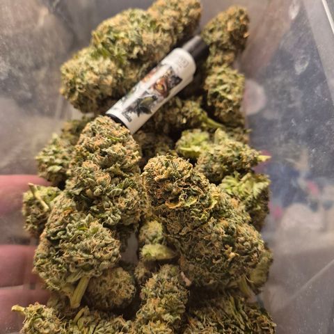 💚Bubba kush 🦝 (56-63 BT) growlog timeline photo