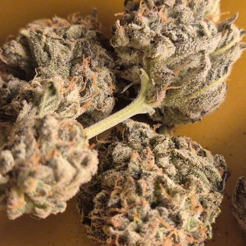 Mimosa evo stecki  🍊🍋🍍 (65-70bt) growlog timeline photo