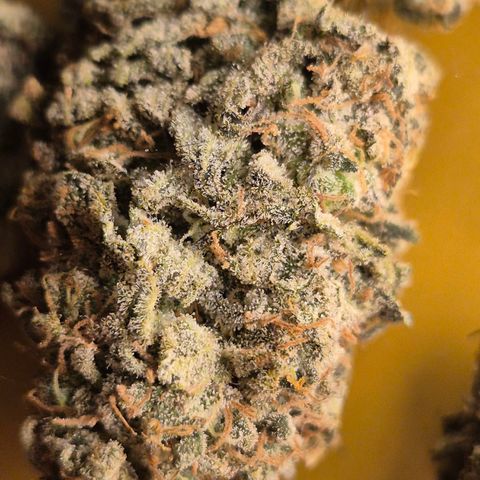 Mimosa evo stecki  🍊🍋🍍 (65-70bt) growlog timeline photo