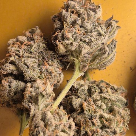 Mimosa evo stecki  🍊🍋🍍 (65-70bt) growlog timeline photo
