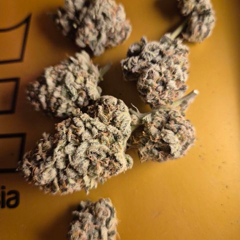 Mimosa evo stecki  🍊🍋🍍 (65-70bt) growlog timeline photo