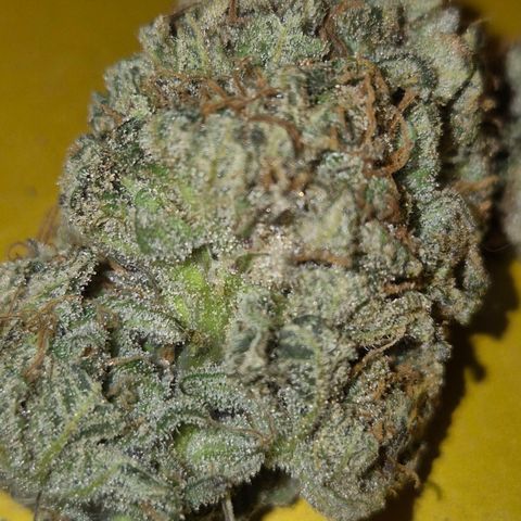 Mimosa evo stecki  🍊🍋🍍 (65-70bt) growlog timeline photo