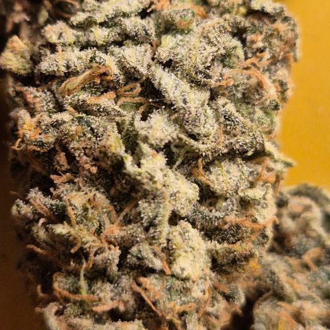 Mimosa evo stecki  🍊🍋🍍 (65-70bt) growlog timeline photo