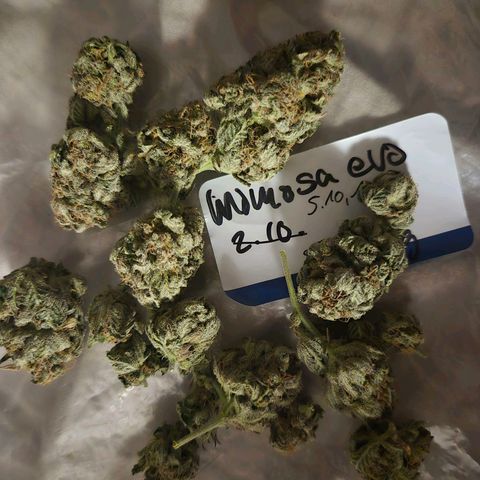 Mimosa evo stecki  🍊🍋🍍 (65-70bt) growlog timeline photo