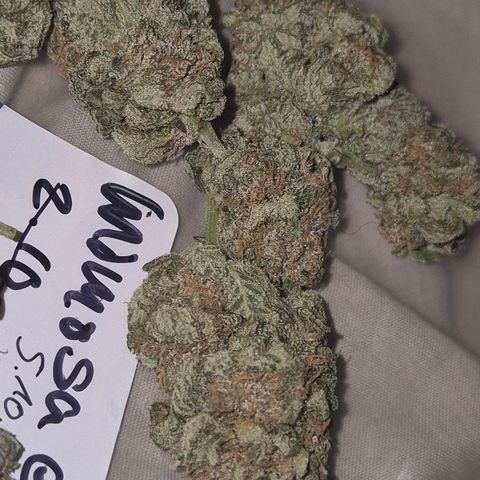 Mimosa evo stecki  🍊🍋🍍 (65-70bt) growlog timeline photo