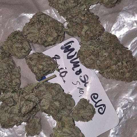 Mimosa evo stecki  🍊🍋🍍 (65-70bt) growlog timeline photo