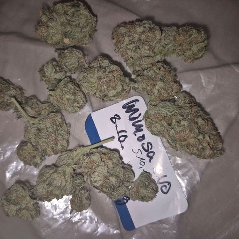 Mimosa evo stecki  🍊🍋🍍 (65-70bt) growlog timeline photo