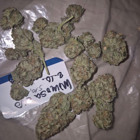 Mimosa evo stecki  🍊🍋🍍 (65-70bt) growlog timeline photo