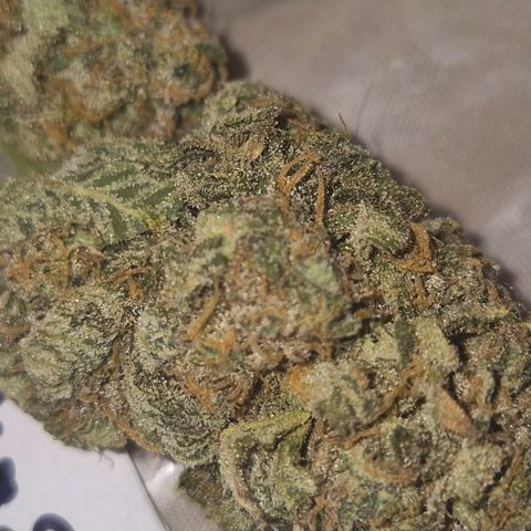 Mimosa evo stecki  🍊🍋🍍 (65-70bt) growlog timeline photo