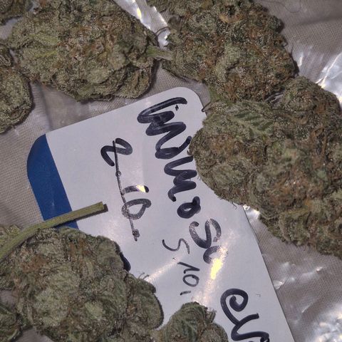 Mimosa evo stecki  🍊🍋🍍 (65-70bt) growlog timeline photo