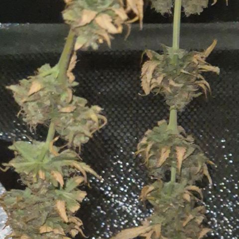 Tangerine dream 🌴 (60-65bt)  growlog timeline photo