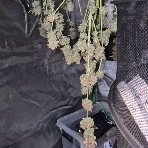Tangerine dream 🌴 (60-65bt)  growlog timeline photo