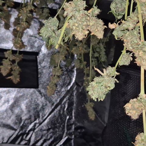 Tangerine dream 🌴 (60-65bt)  growlog timeline photo