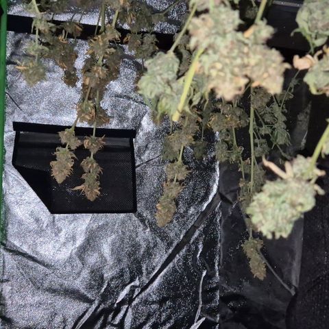 Tangerine dream 🌴 (60-65bt)  growlog timeline photo