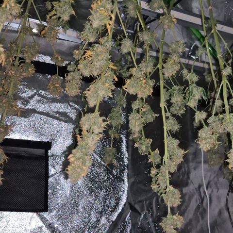 Tangerine dream 🌴 (60-65bt)  growlog timeline photo