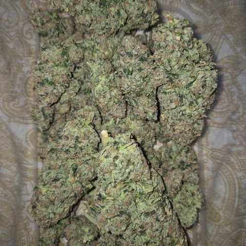 💚Bubba kush 🦝 (56-63 BT) growlog timeline photo