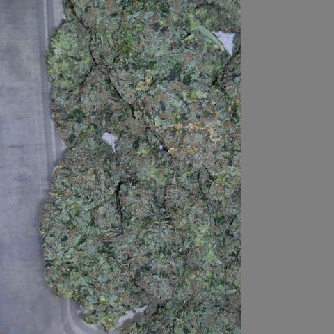 💚Bubba kush 🦝 (56-63 BT) growlog timeline photo