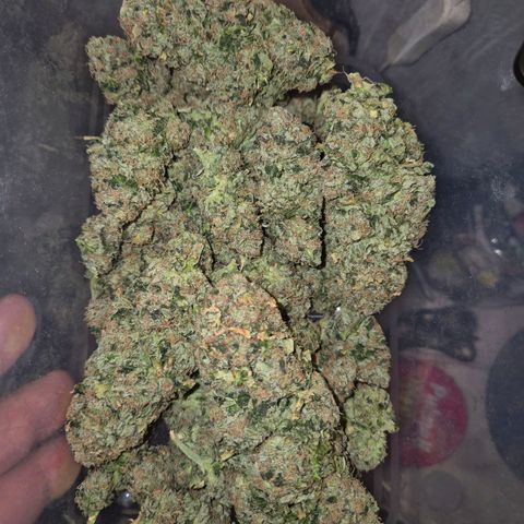 💚Bubba kush 🦝 (56-63 BT) growlog timeline photo