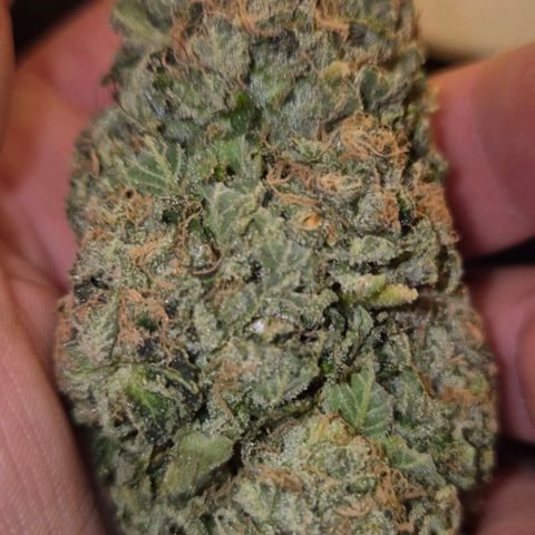 💚Bubba kush 🦝 (56-63 BT) growlog timeline photo