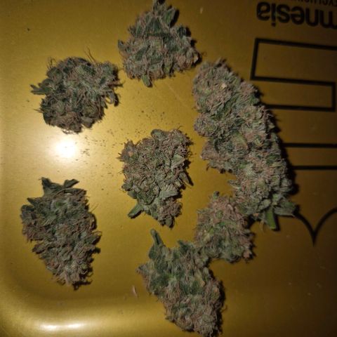 Tangerine dream 🌴 (60-65bt)  growlog timeline photo