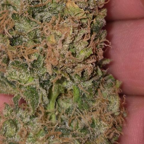 Tangerine dream 🌴 (60-65bt)  growlog timeline photo