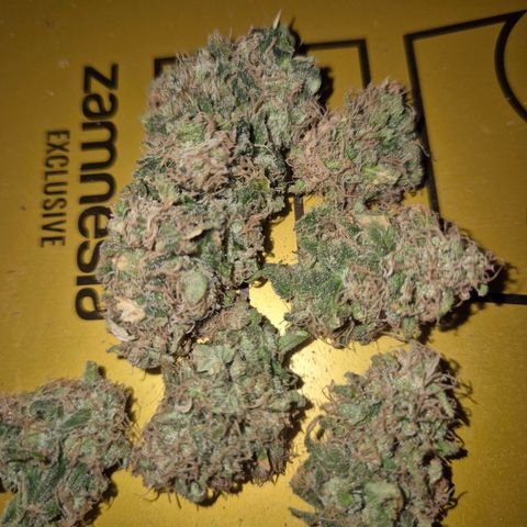 Tangerine dream 🌴 (60-65bt)  growlog timeline photo